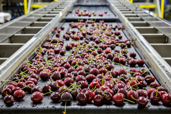 Cinta transportadora de PU de grado alimenticio para el transporte de frutas