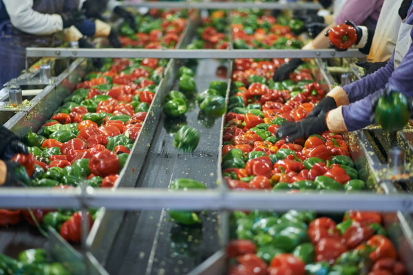 Cintas transportadoras de frutas y verduras